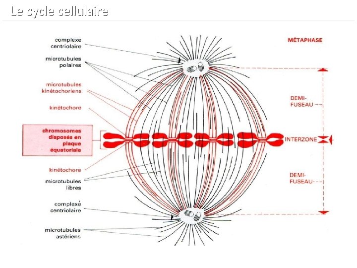  Le cycle cellulaire 