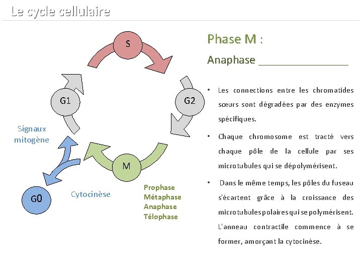  Le cycle cellulaire Phase M : S Anaphase ________ Anaphase G 1 G