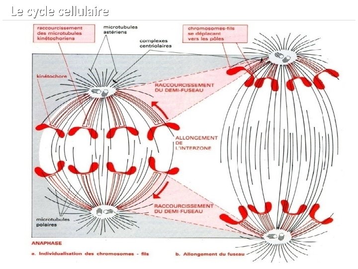  Le cycle cellulaire 