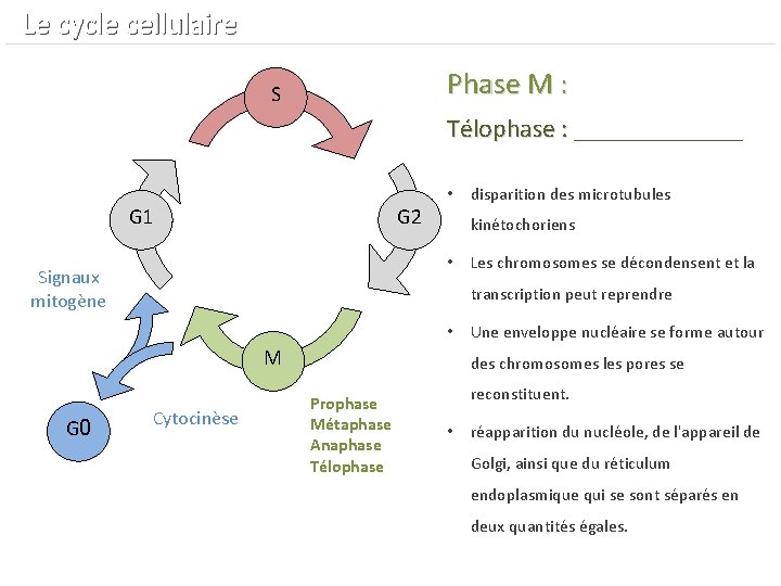  Le cycle cellulaire Phase M : S Télophase : _______ Télophase : G