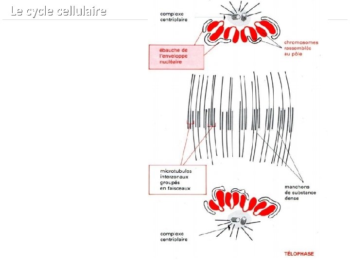  Le cycle cellulaire 