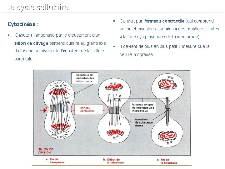  Le cycle cellulaire Cytocinèse : § § actine et myosine attachées à des