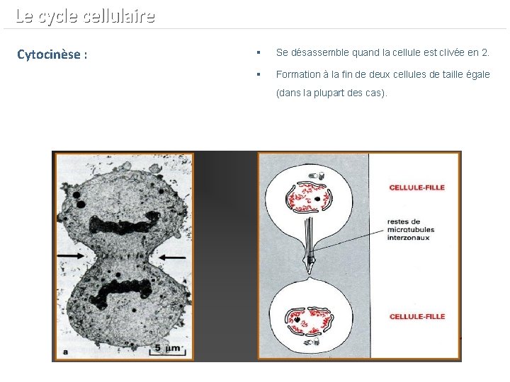  Le cycle cellulaire Cytocinèse : § Se désassemble quand la cellule est clivée
