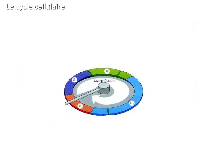  Le cycle cellulaire 