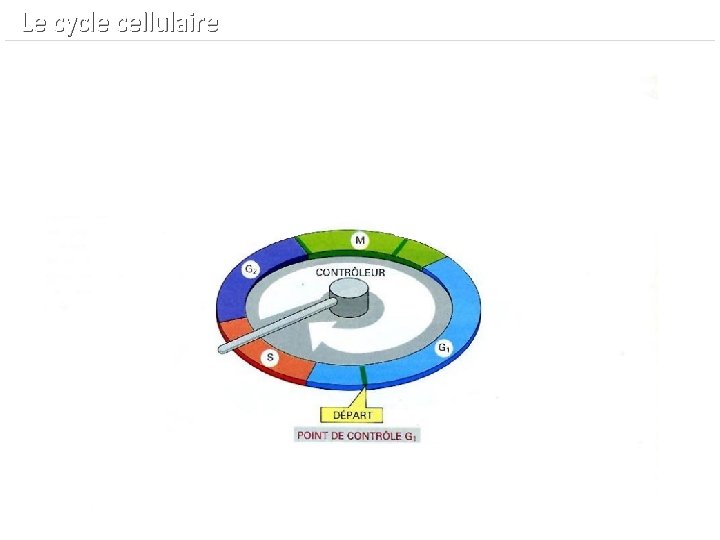  Le cycle cellulaire 