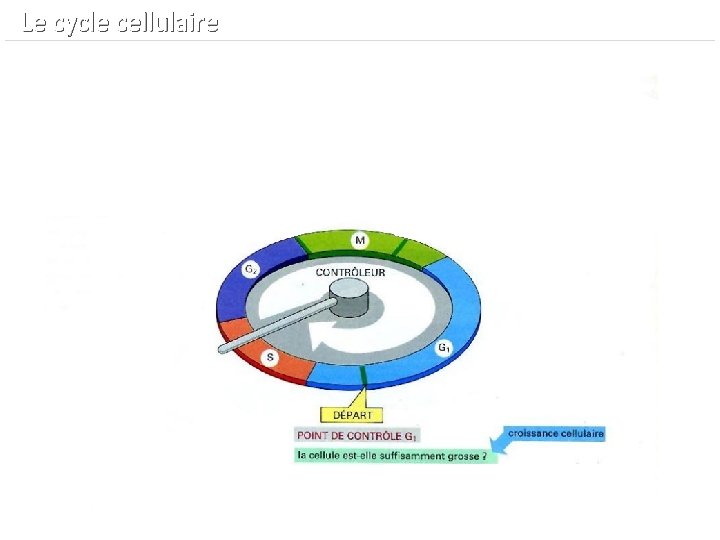  Le cycle cellulaire 