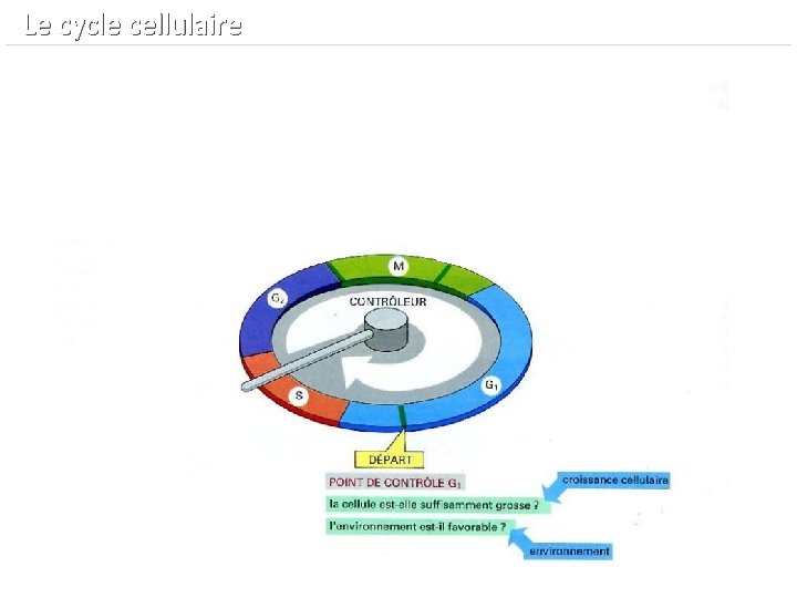  Le cycle cellulaire 