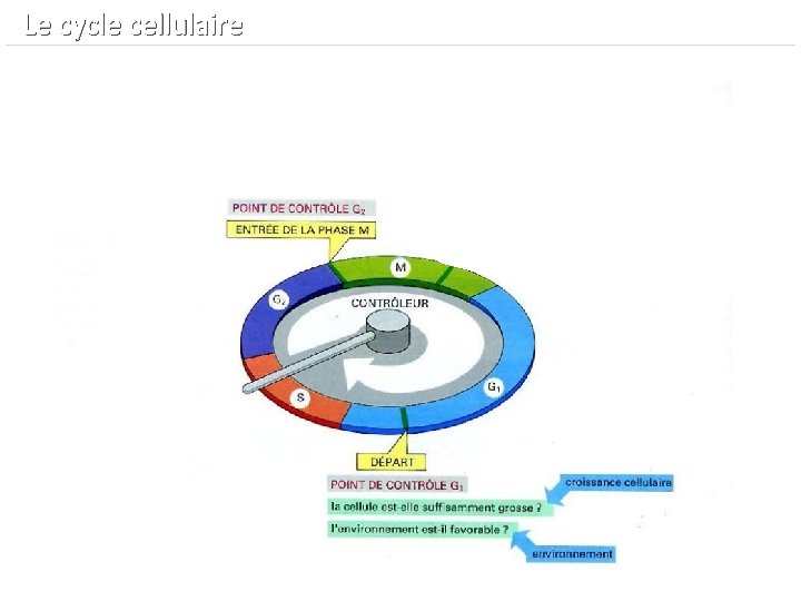  Le cycle cellulaire 