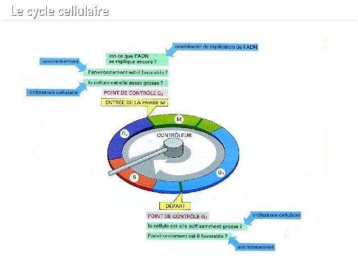  Le cycle cellulaire 