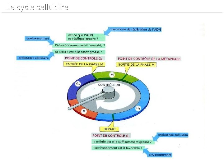  Le cycle cellulaire 