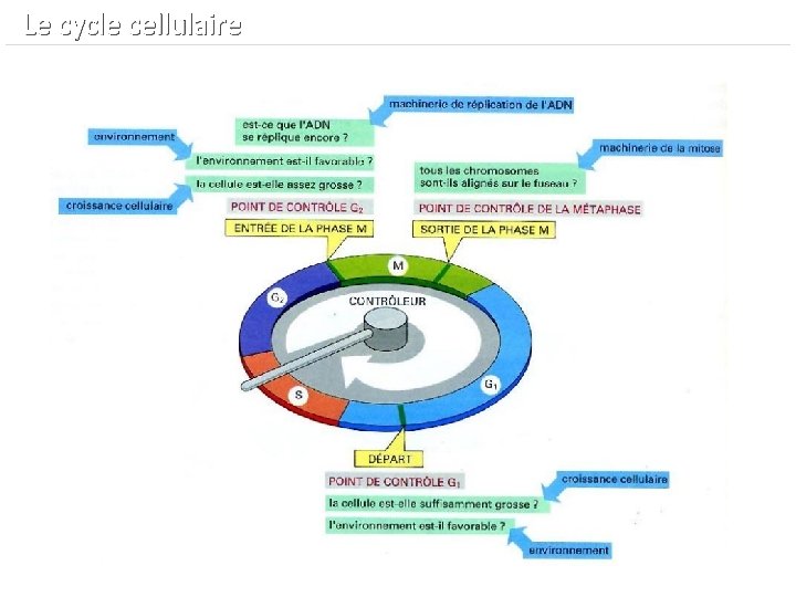  Le cycle cellulaire 