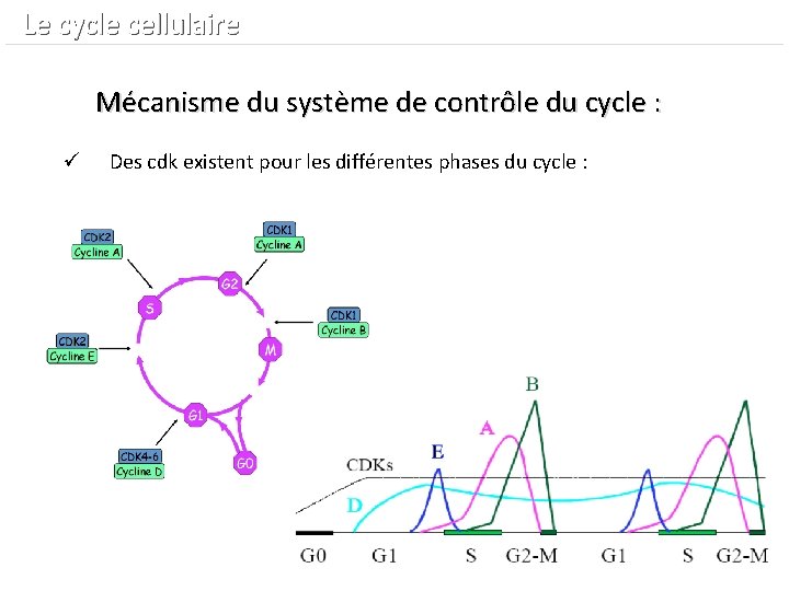  Le cycle cellulaire Mécanisme du système de contrôle du cycle : ü Des