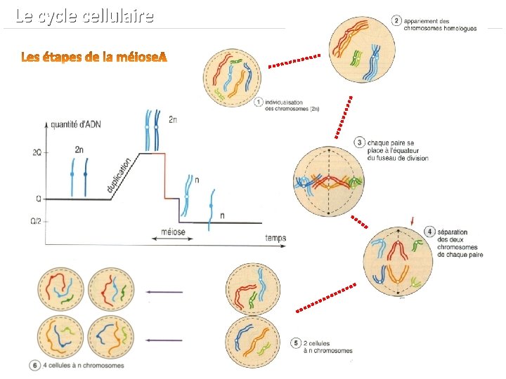  Le cycle cellulaire 