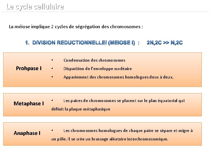  Le cycle cellulaire La méiose implique 2 cycles de ségrégation des chromosomes :
