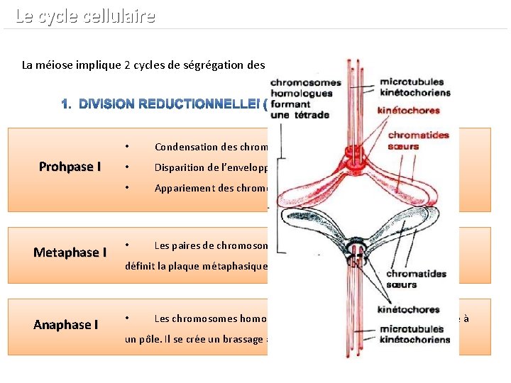  Le cycle cellulaire La méiose implique 2 cycles de ségrégation des chromosomes :