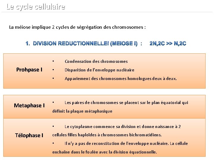  Le cycle cellulaire La méiose implique 2 cycles de ségrégation des chromosomes :