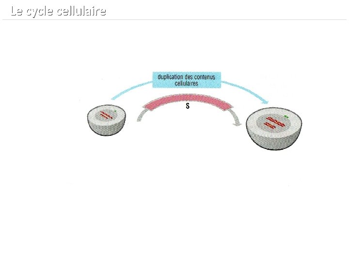  Le cycle cellulaire 