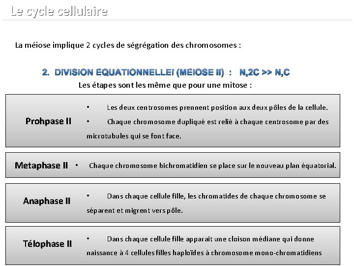  Le cycle cellulaire La méiose implique 2 cycles de ségrégation des chromosomes :