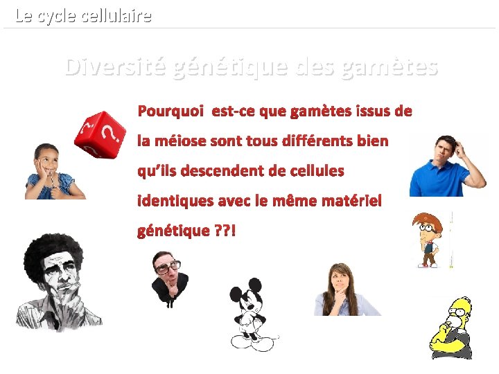  Le cycle cellulaire Diversité génétique des gamètes Pourquoi est-ce que gamètes issus de