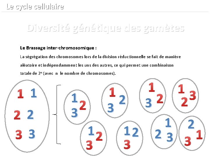  Le cycle cellulaire Diversité génétique des gamètes Le Brassage inter-chromosomique : La ségrégation