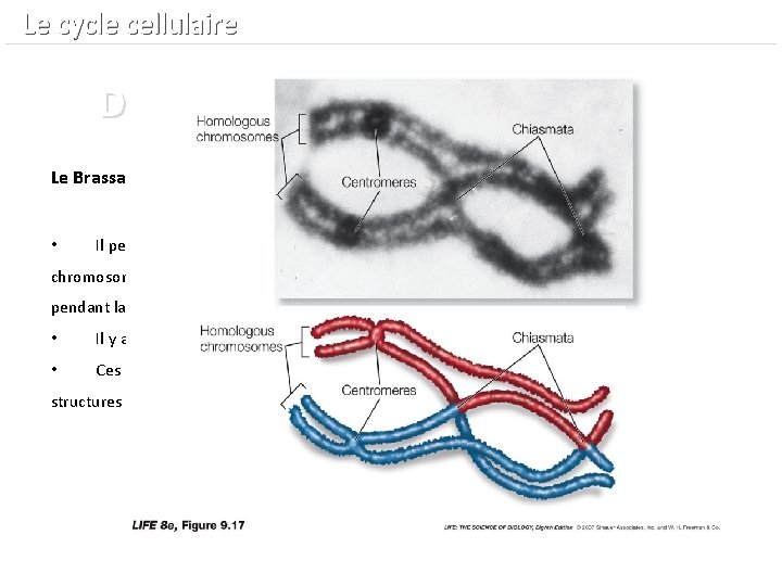  Le cycle cellulaire Diversité génétique des gamètes Le Brassage intra-chromosomique : • Il