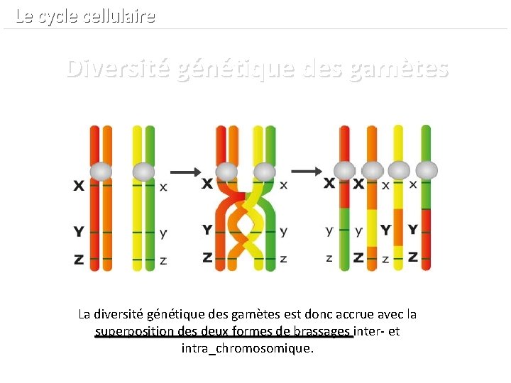  Le cycle cellulaire Diversité génétique des gamètes La diversité génétique des gamètes est