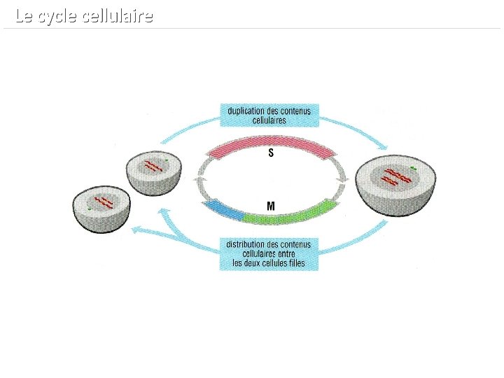  Le cycle cellulaire 