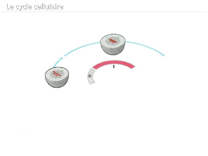  Le cycle cellulaire 
