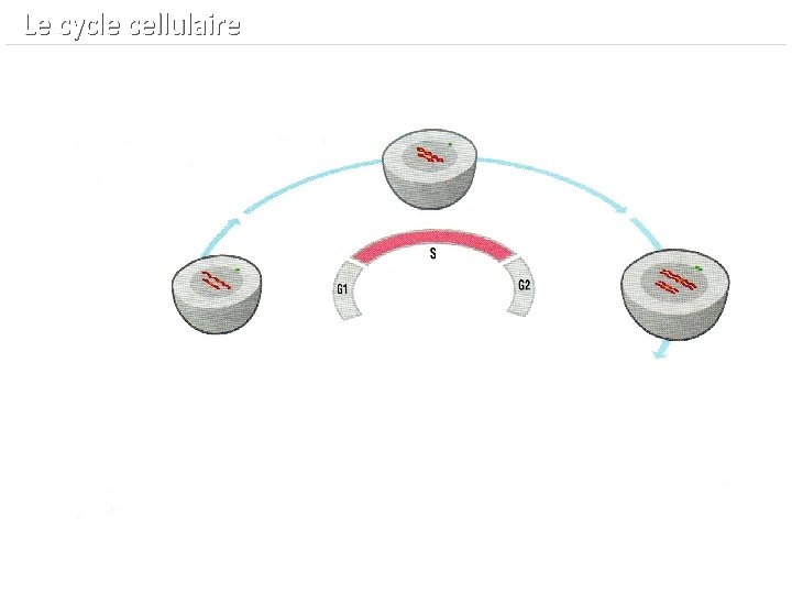  Le cycle cellulaire 