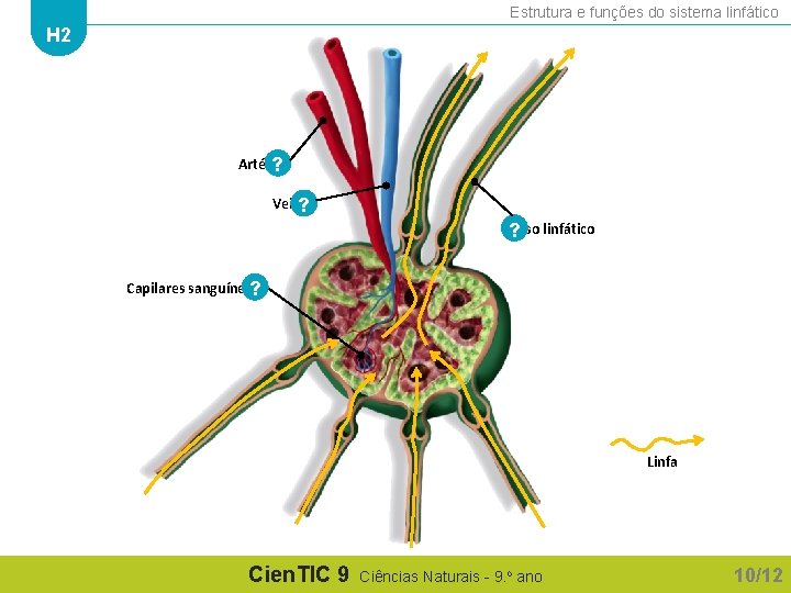 Estrutura e funções do sistema linfático H 2 Artéria ? Veia? Vaso linfático ?
