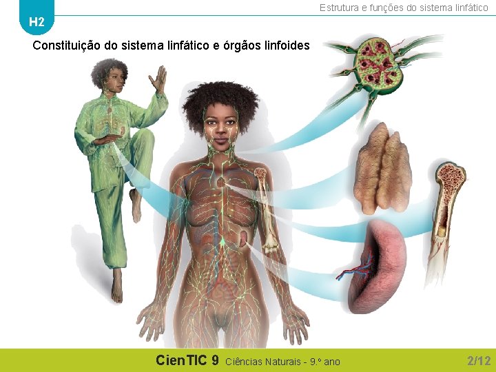 Estrutura e funções do sistema linfático H 2 Constituição do sistema linfático e órgãos