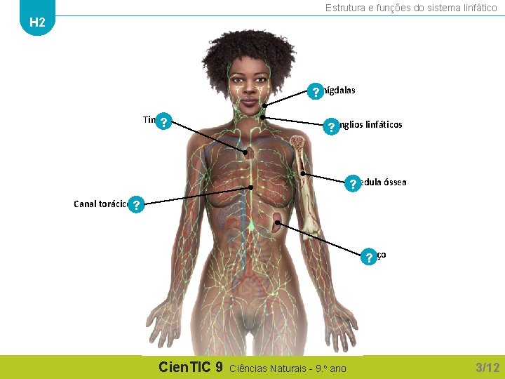 Estrutura e funções do sistema linfático H 2 Amígdalas ? Timo? Gânglios linfáticos ?