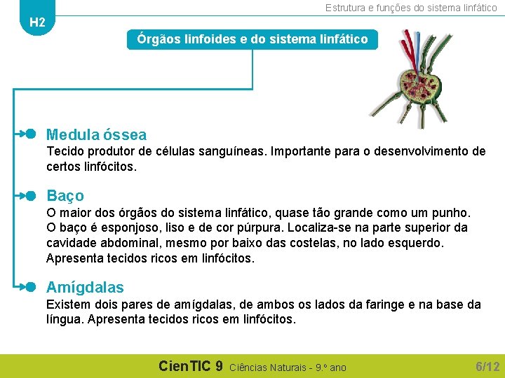 Estrutura e funções do sistema linfático H 2 Órgãos linfoides e do sistema linfático