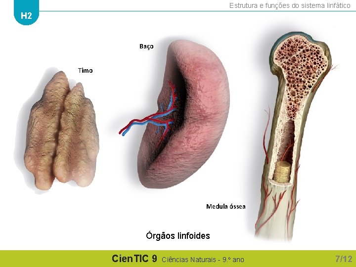 Estrutura e funções do sistema linfático H 2 Baço Timo Medula óssea Órgãos linfoides