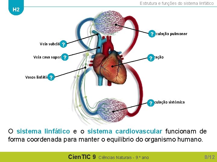 Estrutura e funções do sistema linfático H 2 ? Circulação pulmonar Veia subclávia ?