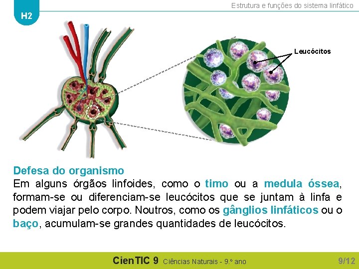 Estrutura e funções do sistema linfático H 2 Leucócitos Defesa do organismo Em alguns