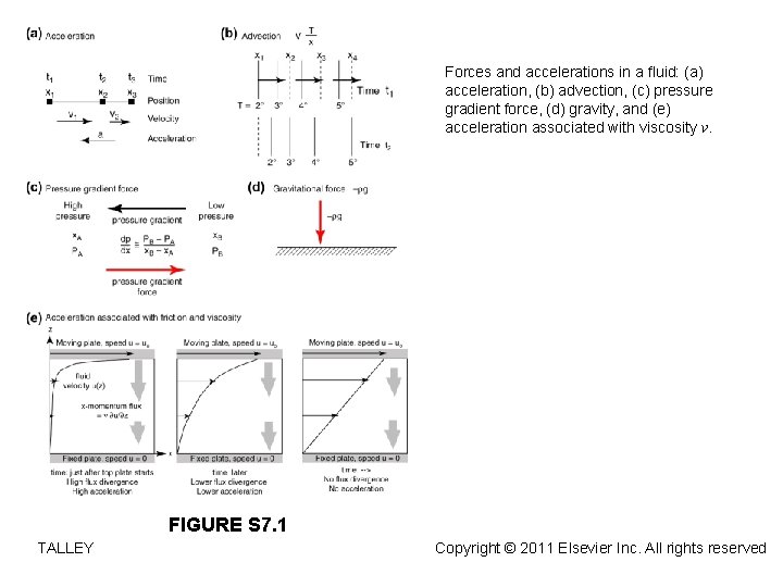 Forces and accelerations in a fluid: (a) acceleration, (b) advection, (c) pressure gradient force,