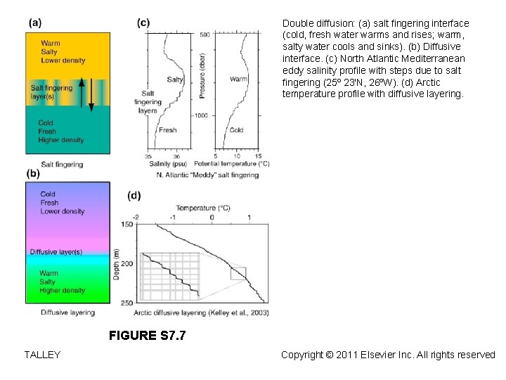 Double diffusion: (a) salt fingering interface (cold, fresh water warms and rises; warm, salty