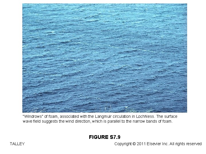 “Windrows” of foam, associated with the Langmuir circulation in Loch. Ness. The surface wave