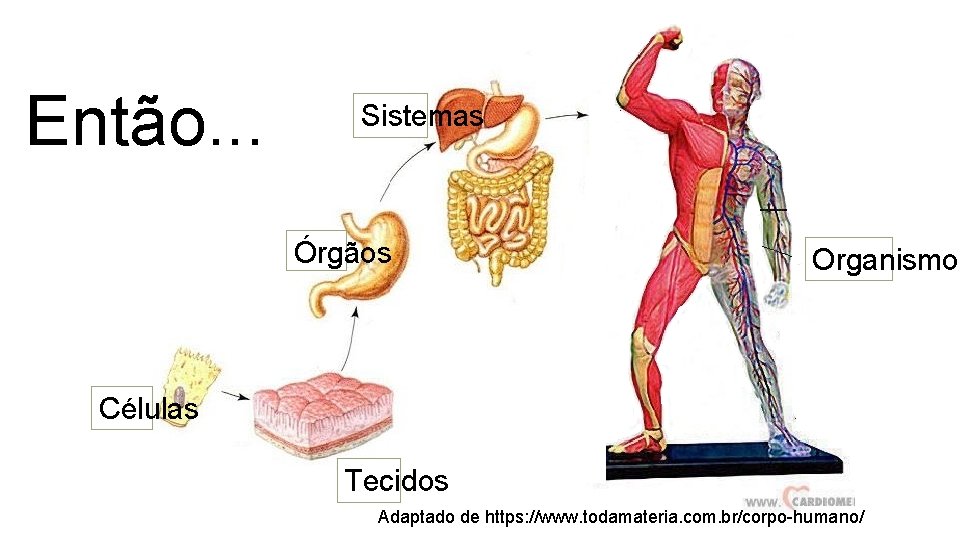 Então. . . Sistemas Órgãos Organismo Células Tecidos Adaptado de https: //www. todamateria. com.