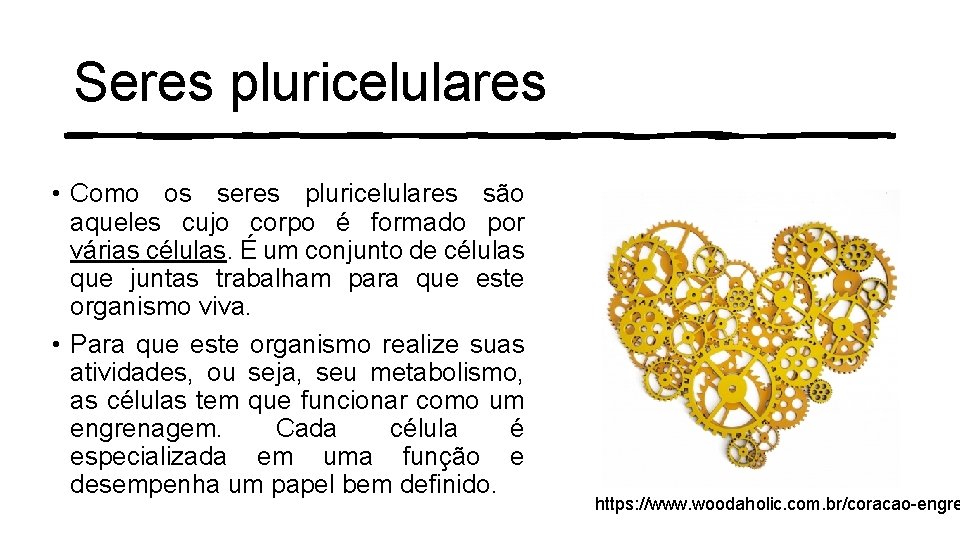 Seres pluricelulares • Como os seres pluricelulares são aqueles cujo corpo é formado por
