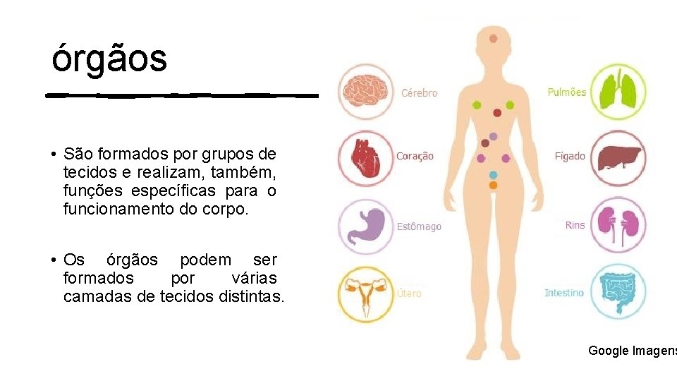 órgãos • São formados por grupos de tecidos e realizam, também, funções específicas para