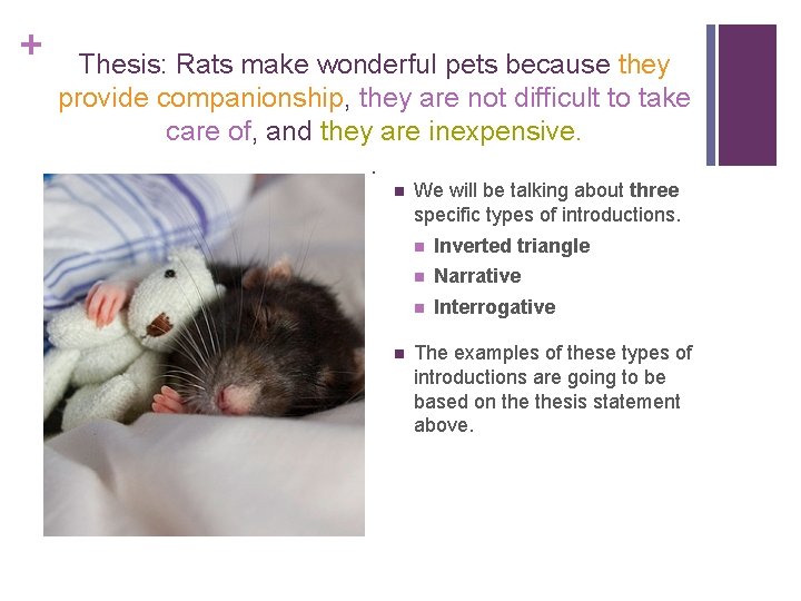 + Thesis: Rats make wonderful pets because they provide companionship, they are not difficult