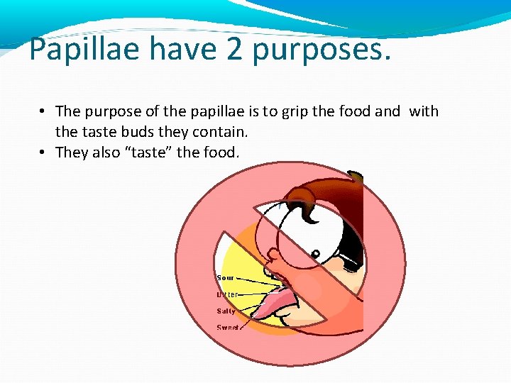 Papillae have 2 purposes. • The purpose of the papillae is to grip the