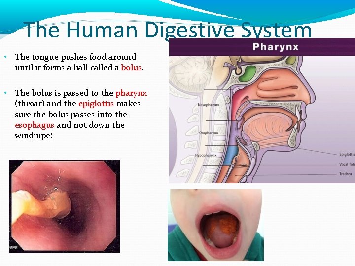The Human Digestive System • The tongue pushes food around until it forms a