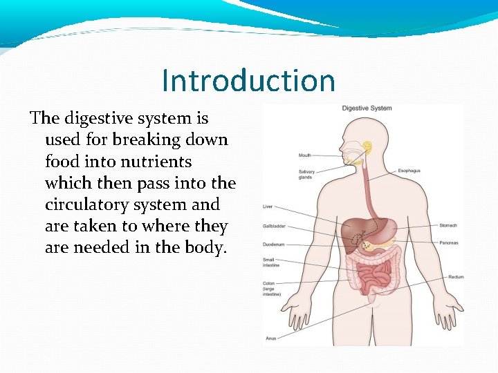 Introduction The digestive system is used for breaking down food into nutrients which then