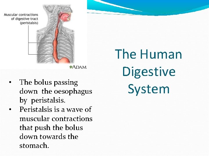  • • The bolus passing down the oesophagus by peristalsis. Peristalsis is a