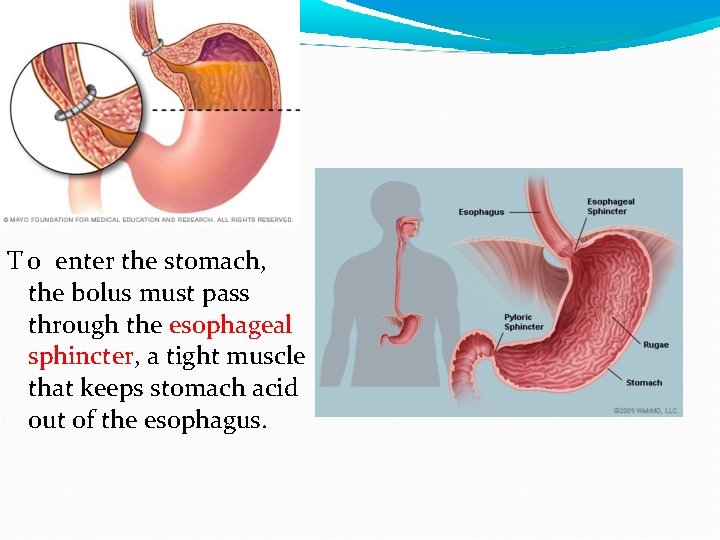 T o enter the stomach, the bolus must pass through the esophageal sphincter, a