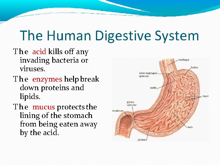 The Human Digestive System T h e acid kills off any invading bacteria or