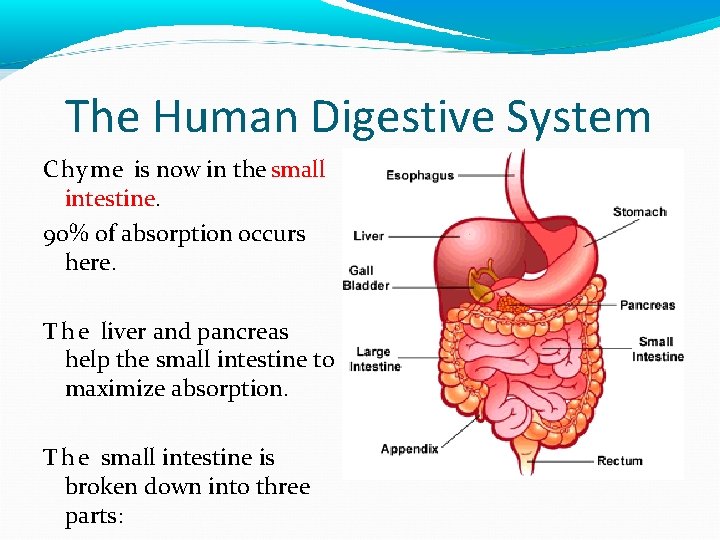 The Human Digestive System Chyme is now in the small intestine. 90% of absorption